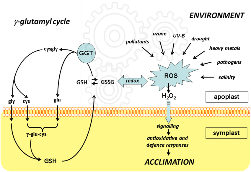 The relation of serum γ-glutamyl transferase levels and coronary collateral circulation in patients with chronic coronary total occlusion